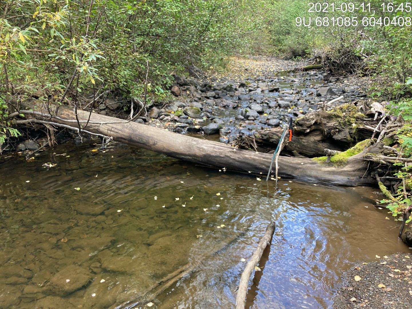 Typical habitat upstream of PSCIS crossing 197975.