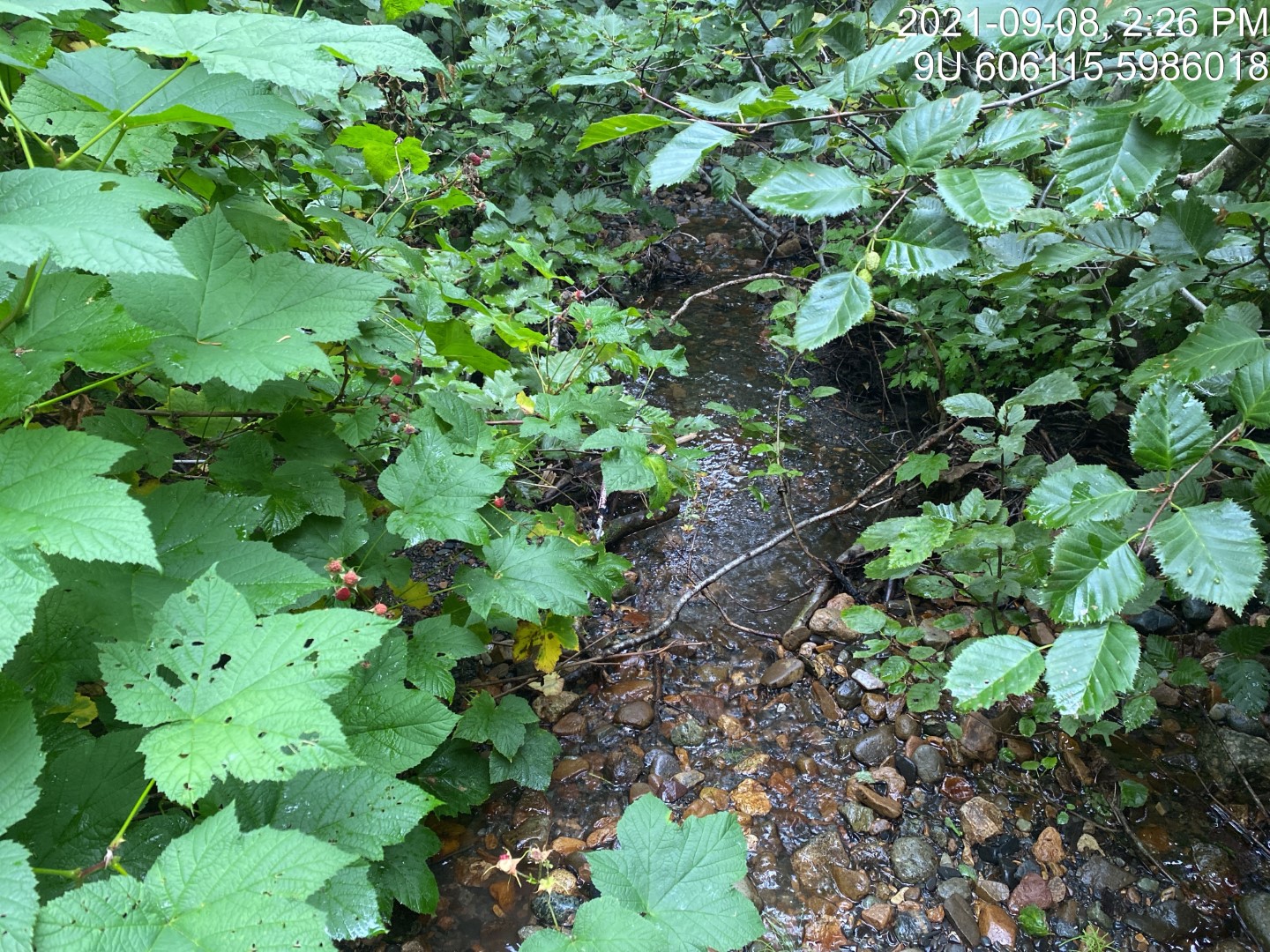 Typical habitat upstream of PSCIS crossing 198008.