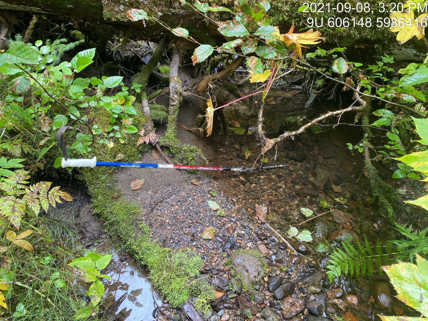 Typical habitat upstream of PSCIS crossing 198008.