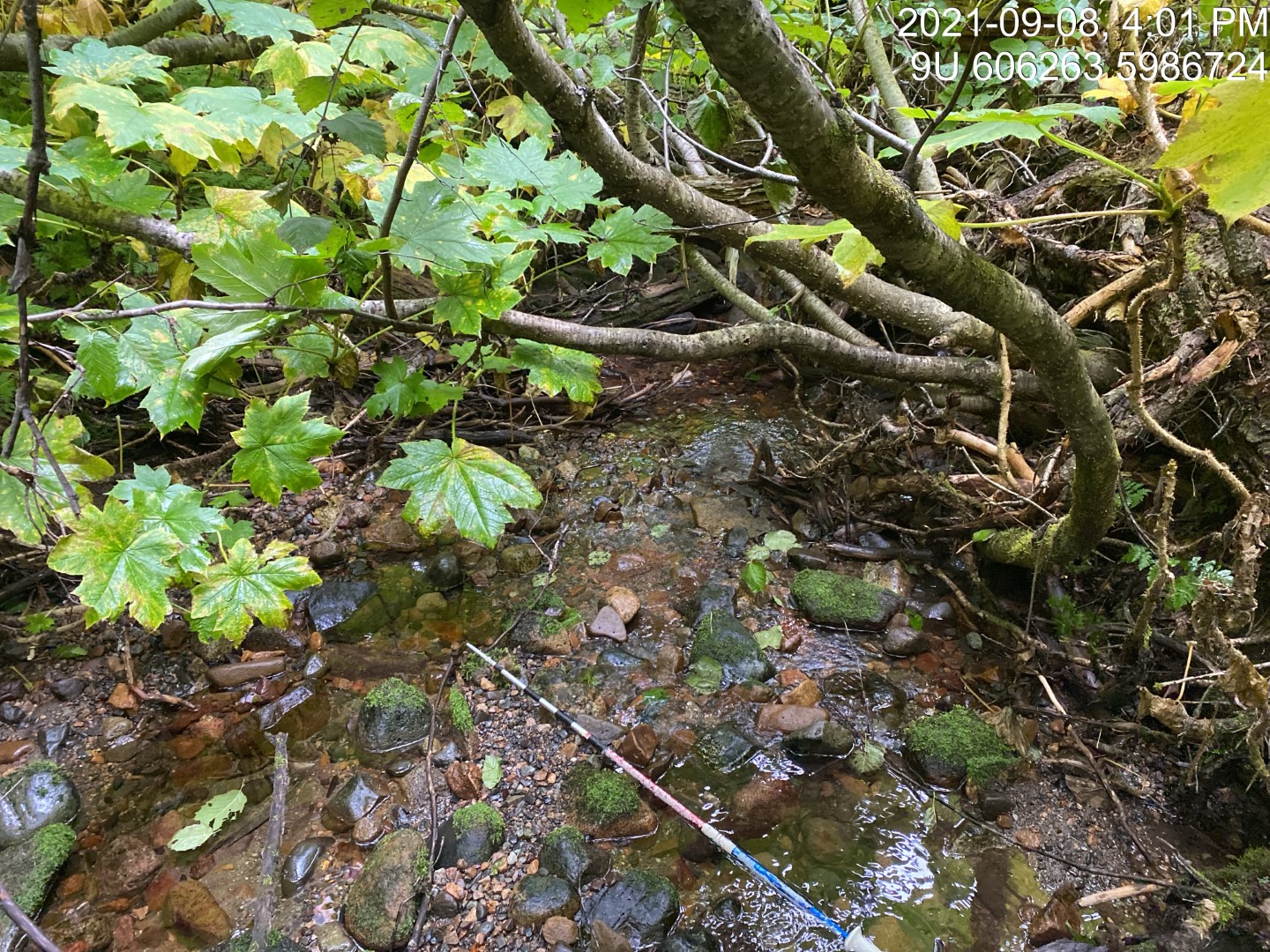 Typical habitat upstream of PSCIS crossing 198008.