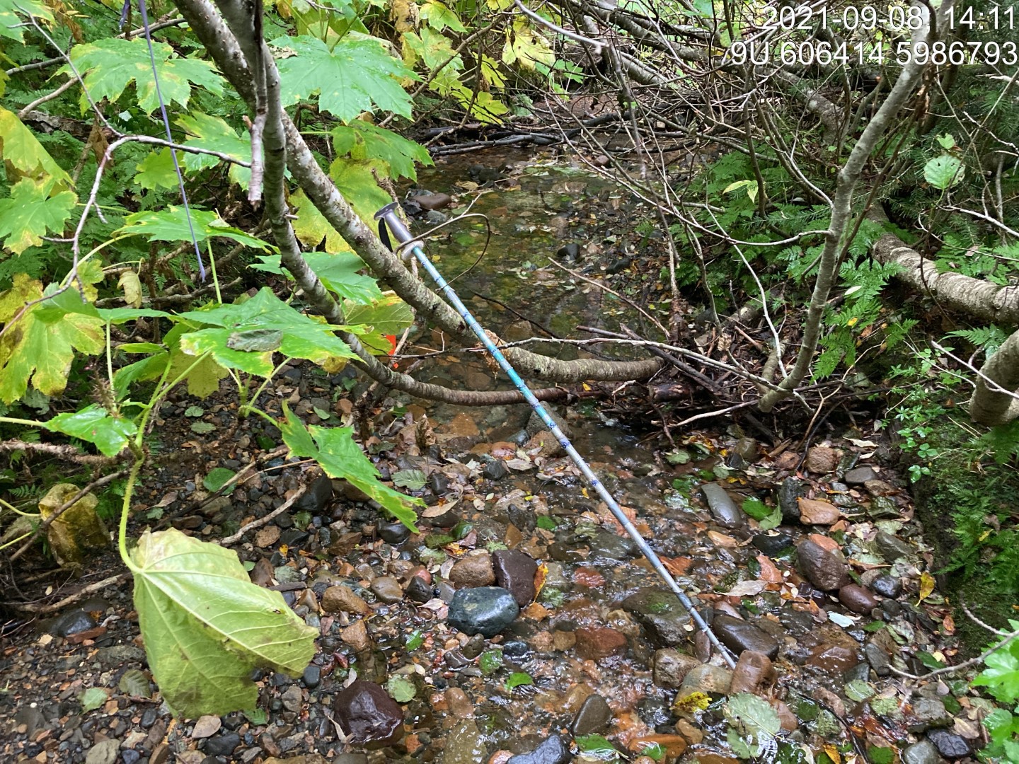 Typical habitat downstream of PSCIS crossing 198008.