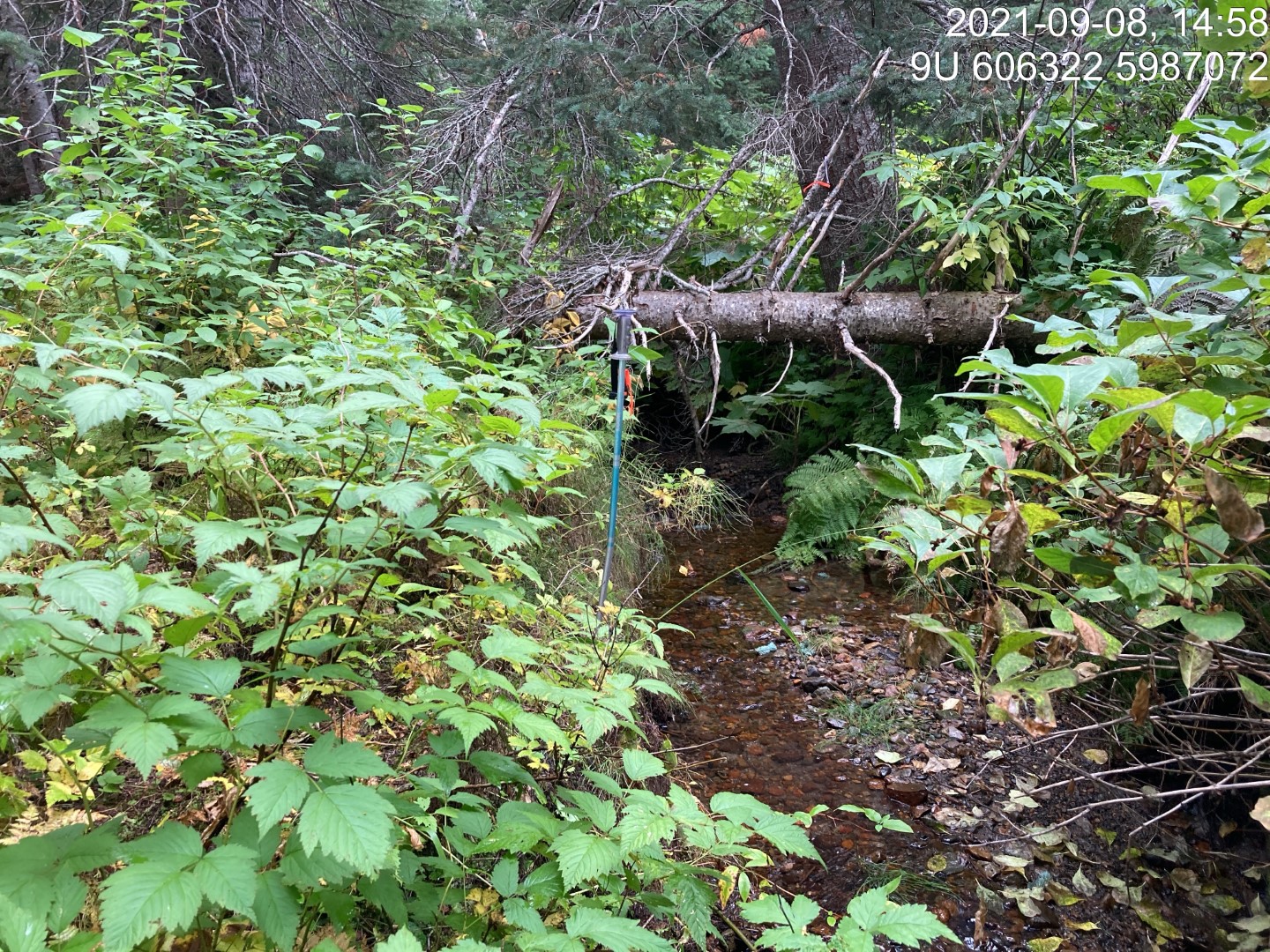 Typical habitat downstream of PSCIS crossing 198008.