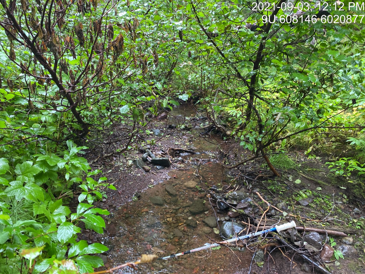 Typical habitat upstream of PSCIS crossing 198016.