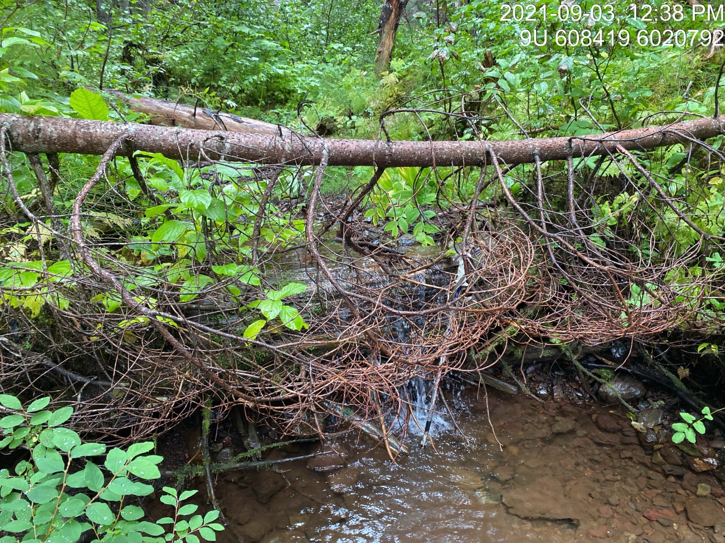 Typical habitat upstream of PSCIS crossing 198016.