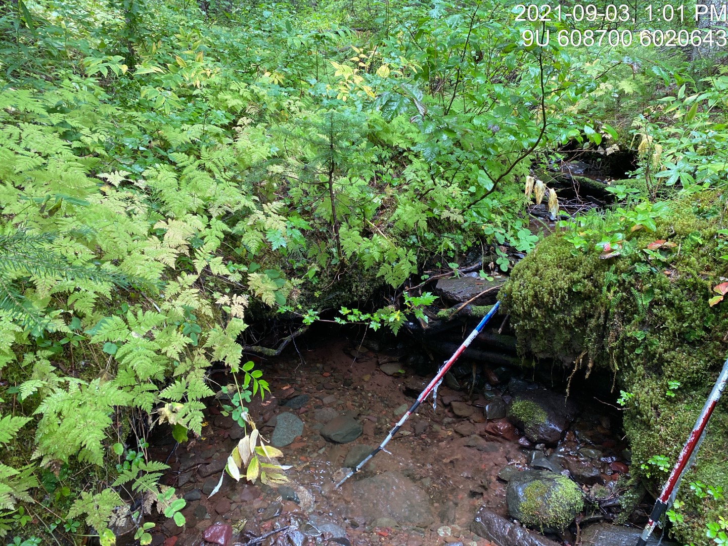 Typical habitat upstream of PSCIS crossing 198016.