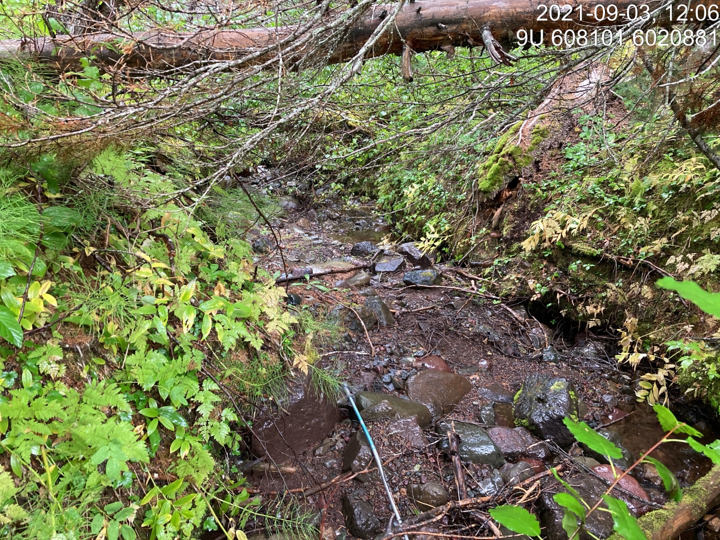 Typical habitat downstream of PSCIS crossing 198016.