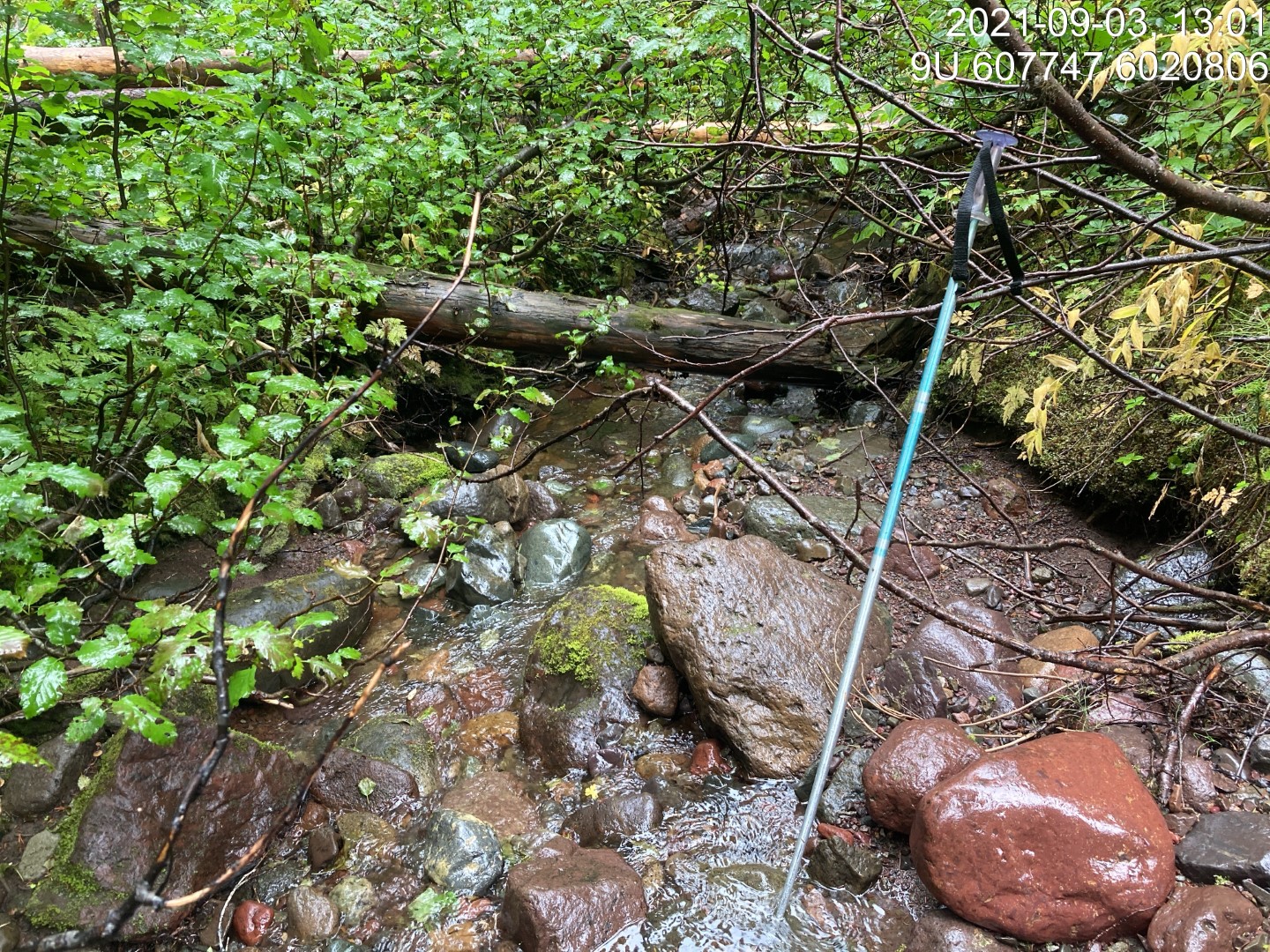 Typical habitat downstream of PSCIS crossing 198016.