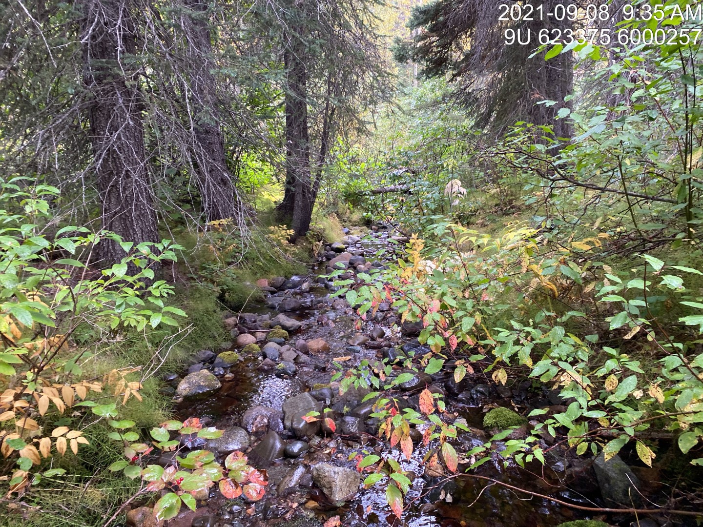 Typical habitat upstream of PSCIS crossing 198064.