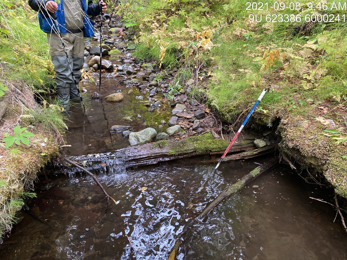 Typical habitat upstream of PSCIS crossing 198064.