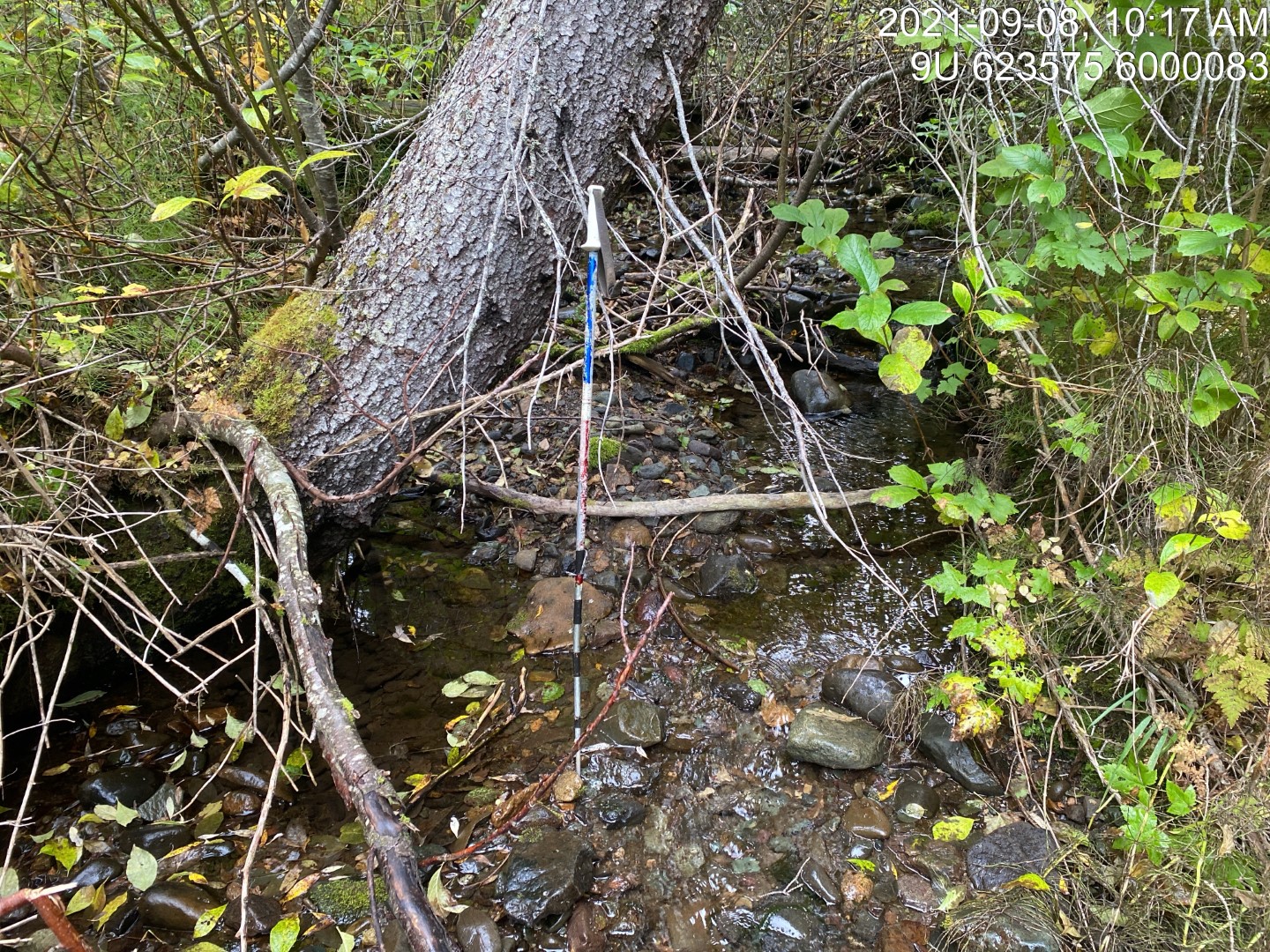 Typical habitat upstream of PSCIS crossing 198064.