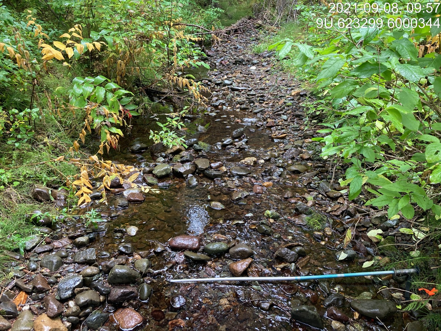 Typical habitat downstream of PSCIS crossing 198064.