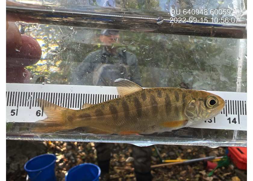 Coho captured downstream of PSCIS crossing 197379.