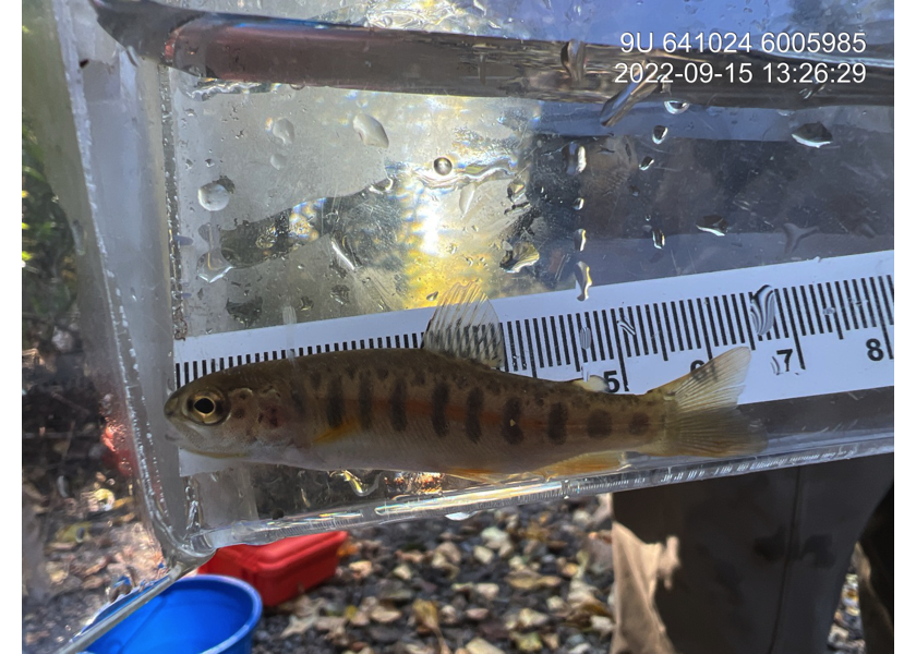 Cutthroat trout captured upstream of PSCIS crossing 197379.