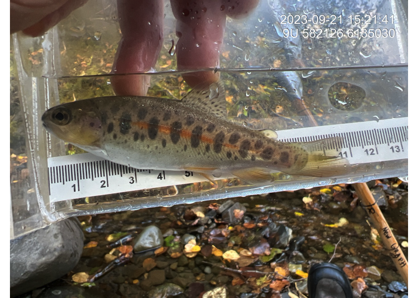 Cutthroat trout captured upstream of PSCIS crossing 198215.