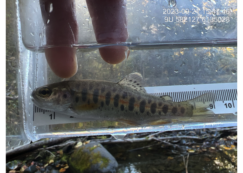 Rainbow trout captured upstream of PSCIS crossing 198215.