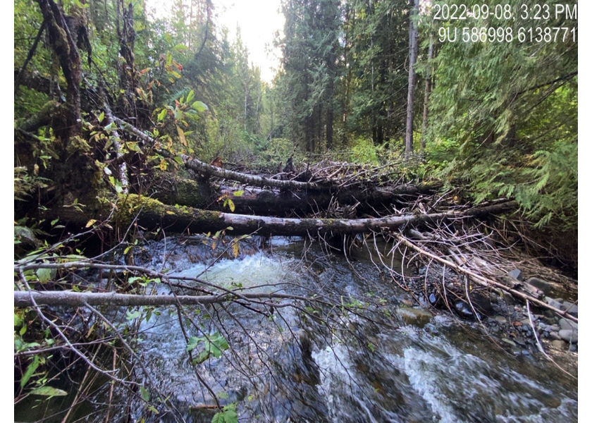 Typical habitat downstream of PSCIS crossing 198222.