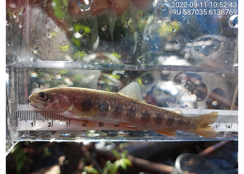 Dolly Varden captured downstream of PSCIS crossing 198222.