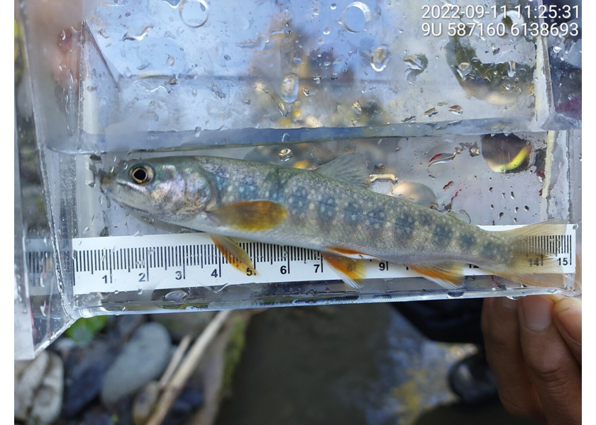 Dolly Varden captured upstream of PSCIS crossing 198222.