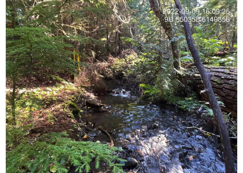 Typical habitat downstream of PSCIS crossing 198236.