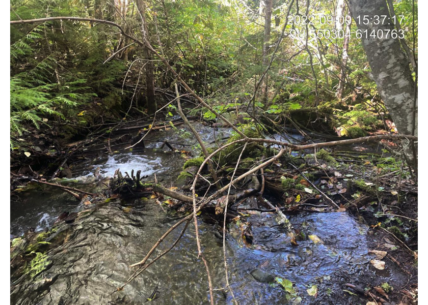 Typical habitat downstream of PSCIS crossing 198236.