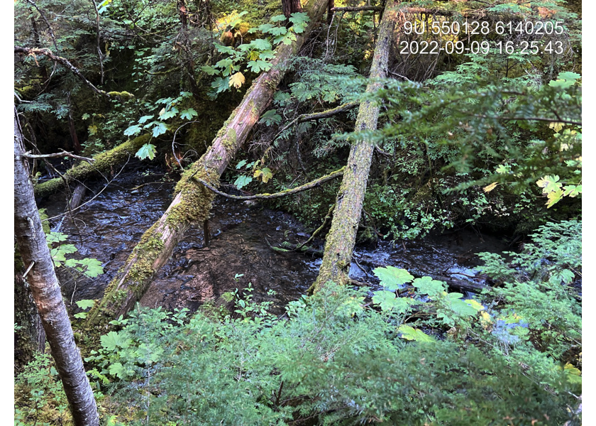 Typical habitat upstream of PSCIS crossing 198236.