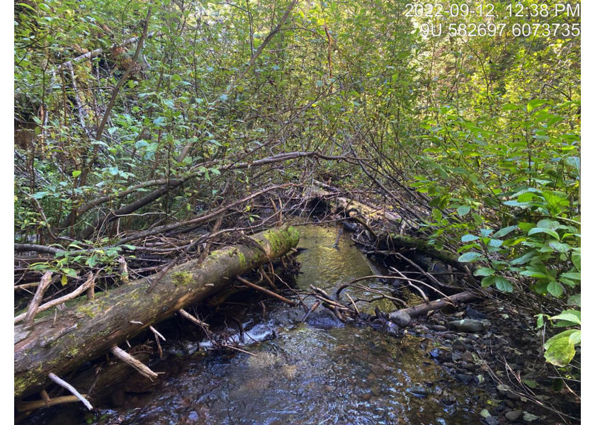 Typical habitat downstream of PSCIS crossing 8530.