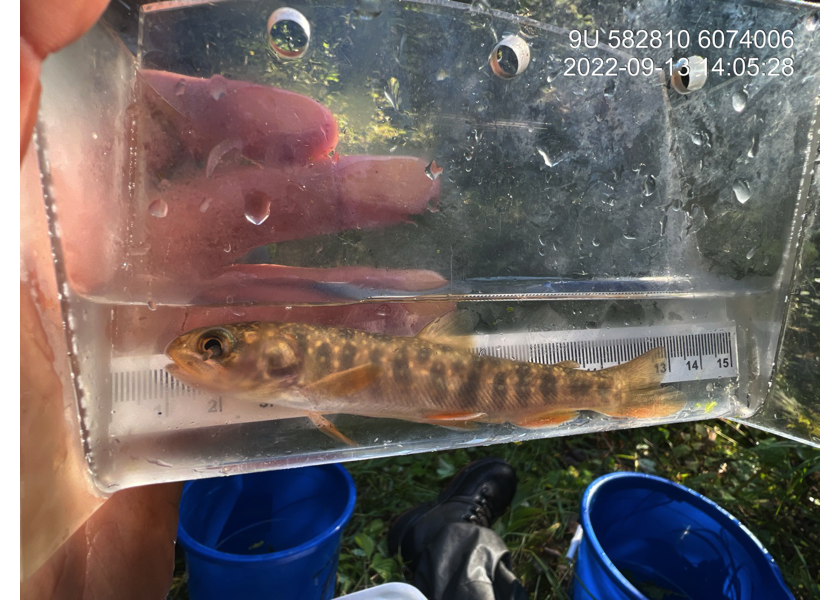 Dolly Varden captured upstream of PSCIS crossing 8530.