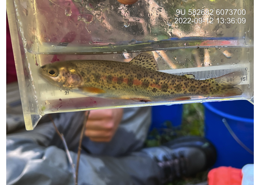 Cutthroat trout captured downstream of PSCIS crossing 8530.