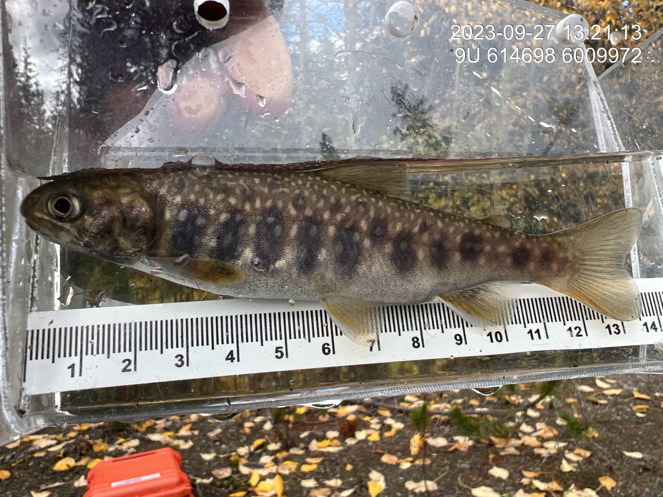 Dolly varden captured downstream of crossing 198022.