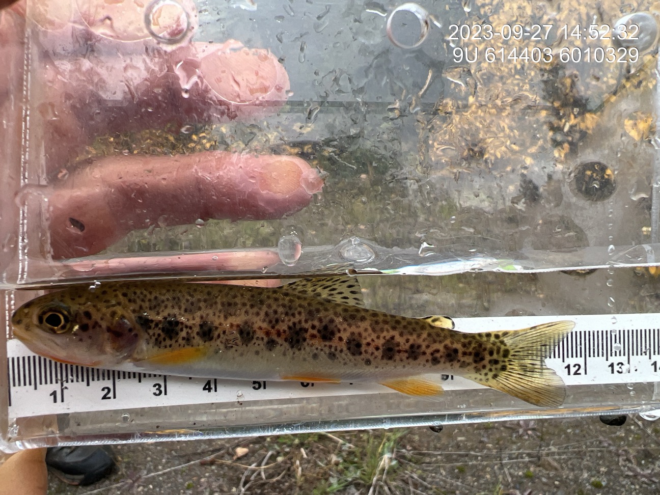 Cutthroat trout captured upstream of crossing 198022.