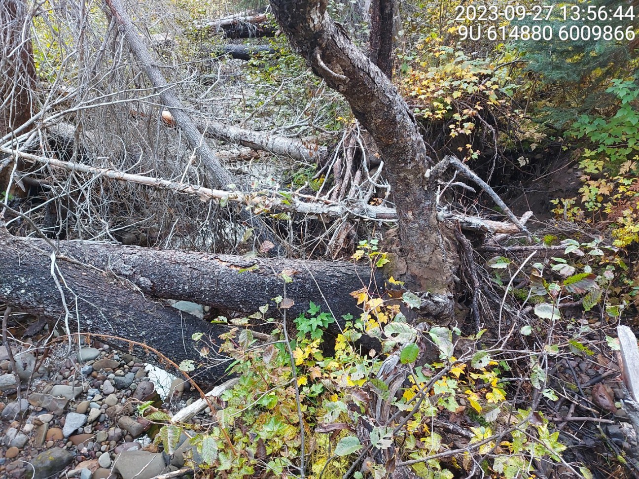 Log jam at the confluence with Tagit Creek.