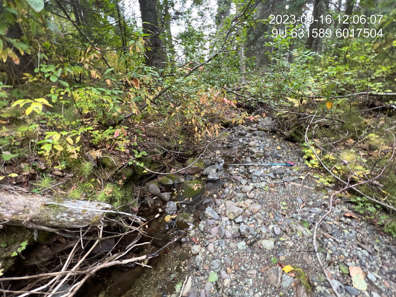 Typical habitat upstream of PSCIS crossing 198934 and downstream of PSCIS crossing 198942.