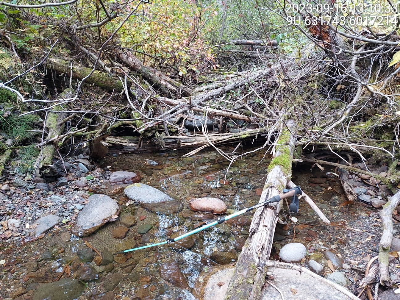 Typical habitat downstream of PSCIS crossing 198934.