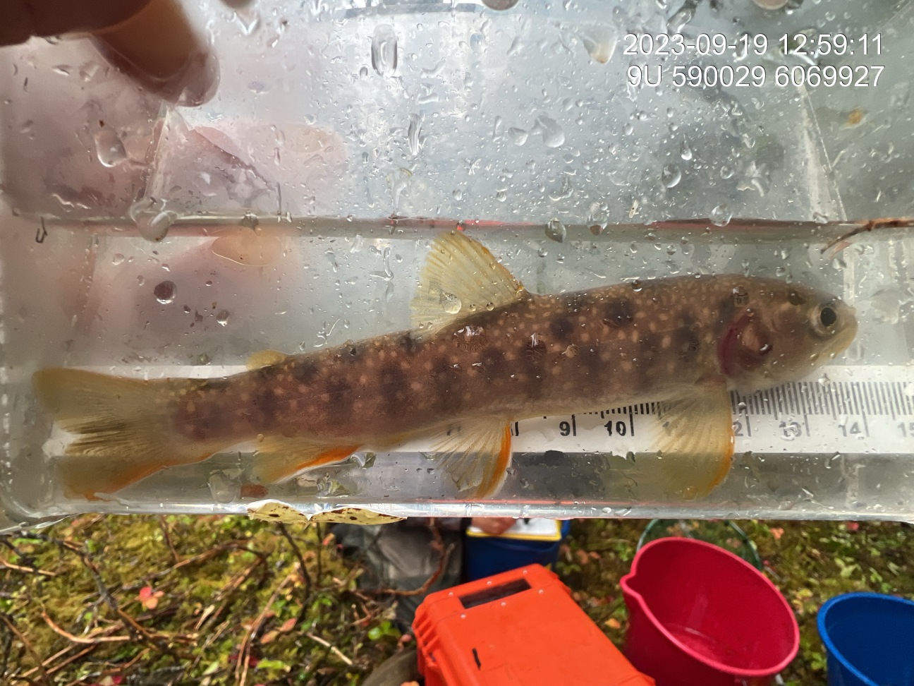 Dolly varden with deteriorating purple gill plates and unusual black spots captured downstream of crossing 8478.