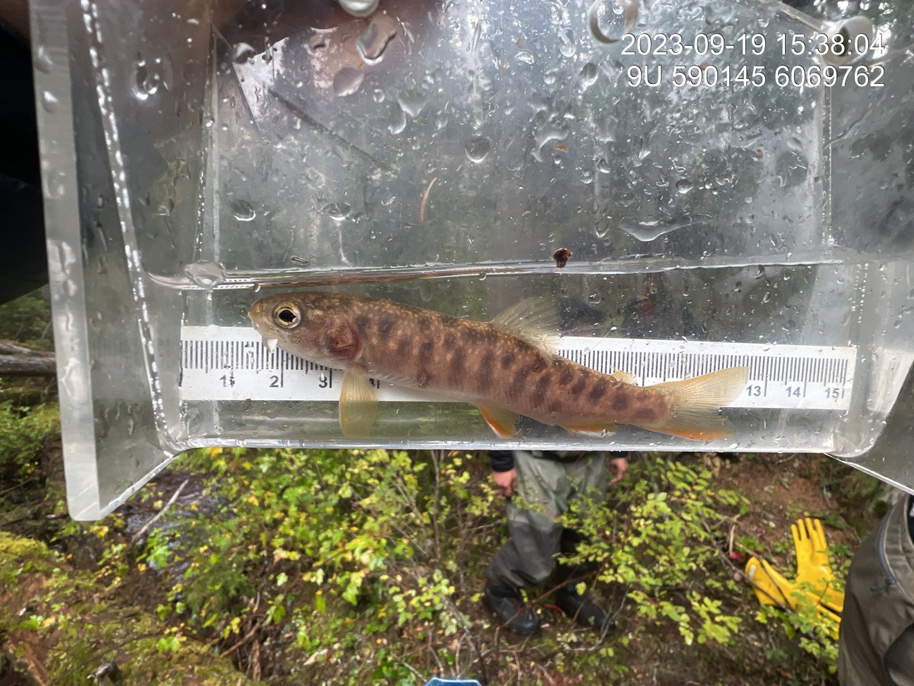 Dolly varden with deteriorating purple gill plates and unusual black spots captured upstream of crossing 8478.