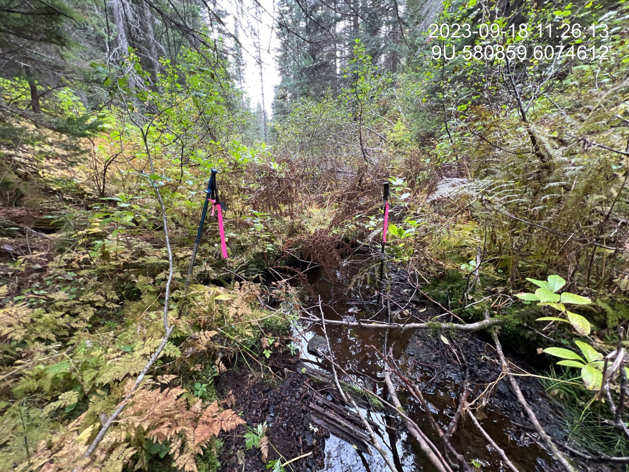 Typical habitat downstream of PSCIS crossing 8525.