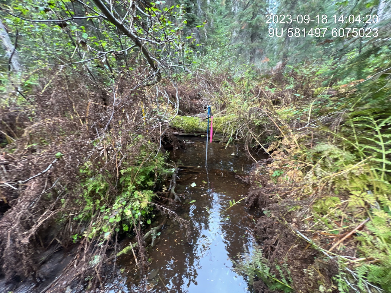 Typical habitat upstream of PSCIS crossing 8525.