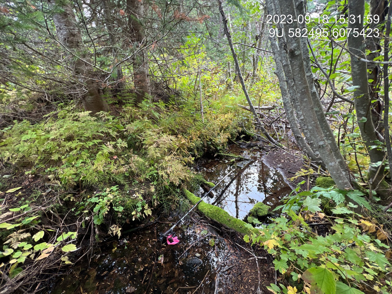 Typical habitat upstream of PSCIS crossing 8529.