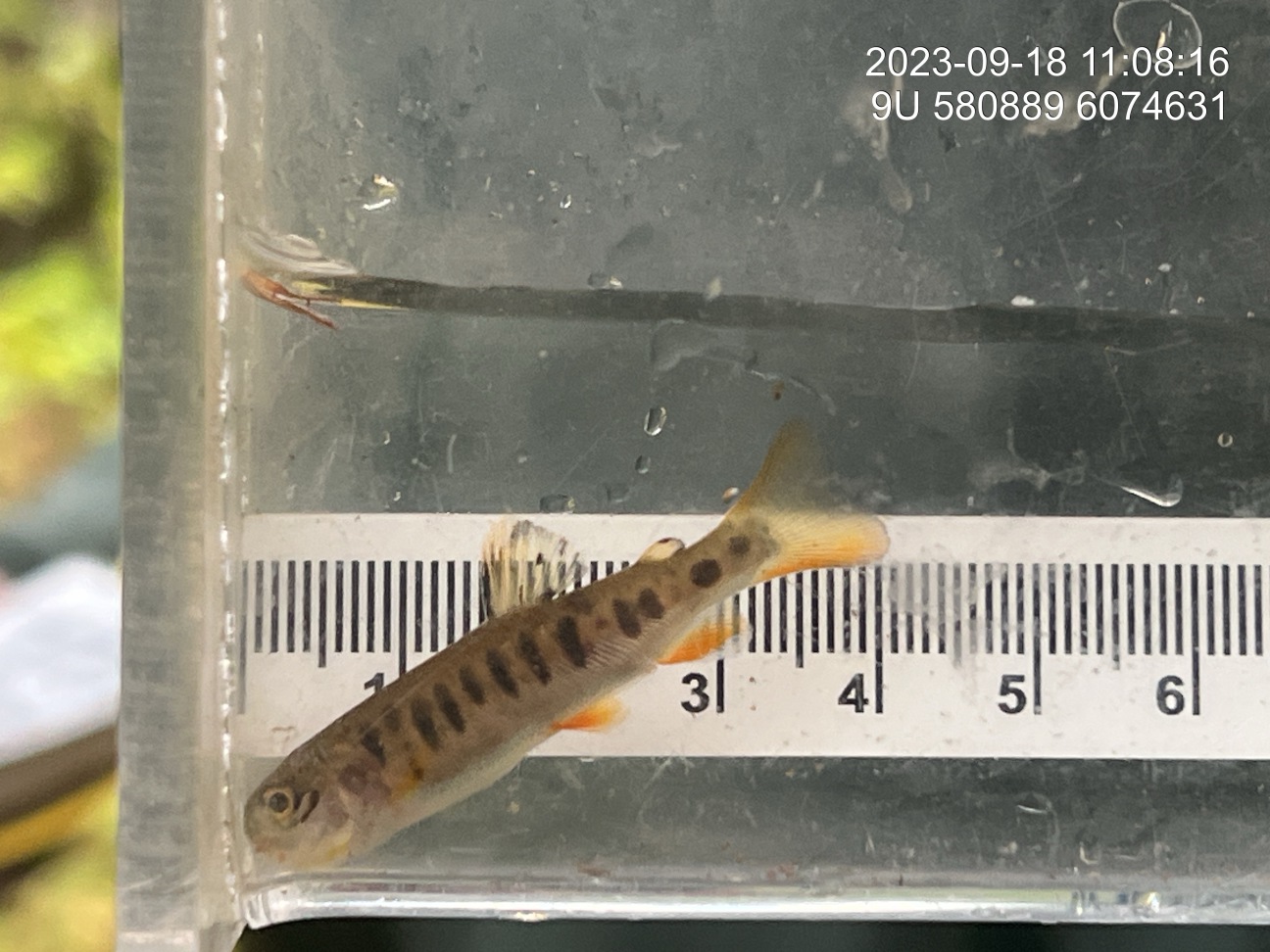 Rainbow trout captured downstream of crossing 8525.