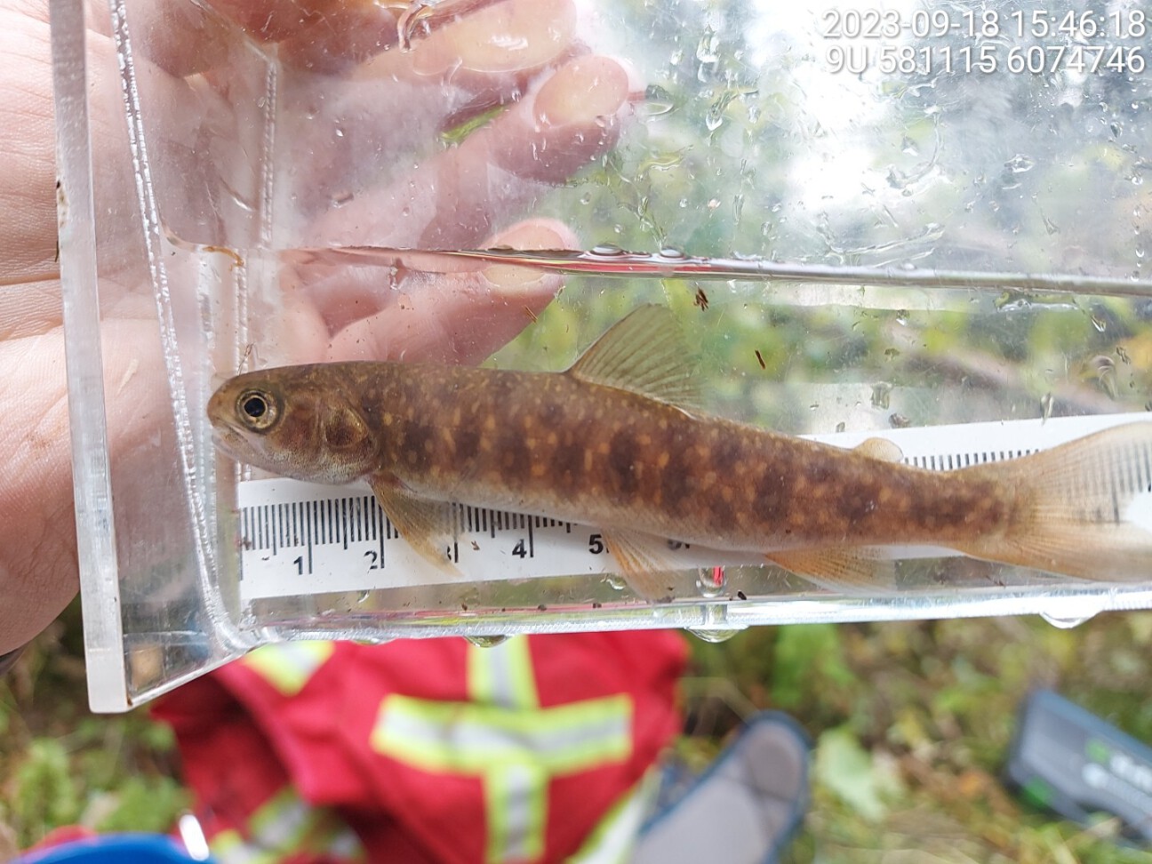 Dolly varden captured upstream of crossing 8525.