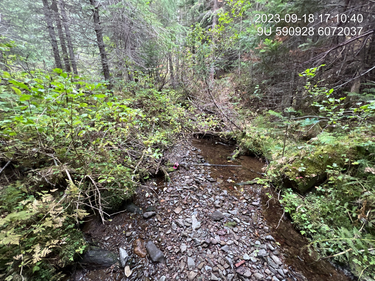 Typical habitat downstream of PSCIS crossing 24600461.