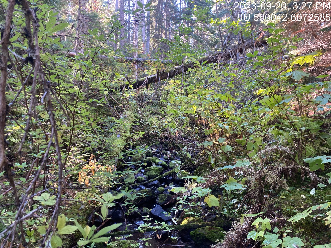 Typical habitat downstream of PSCIS crossing 8547.