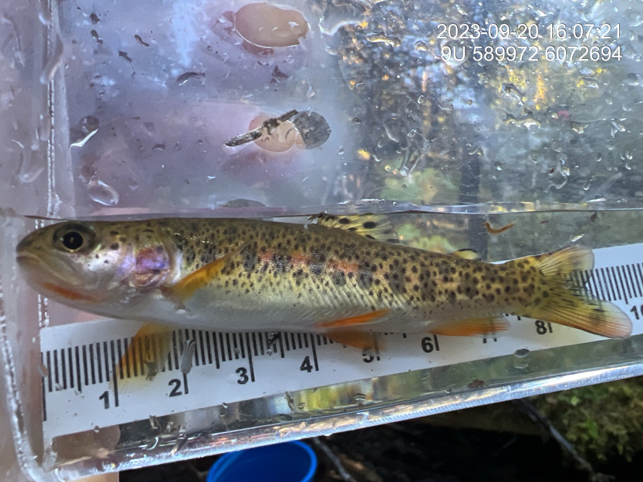 Cutthroat trout captured upstream of crossing 8547.