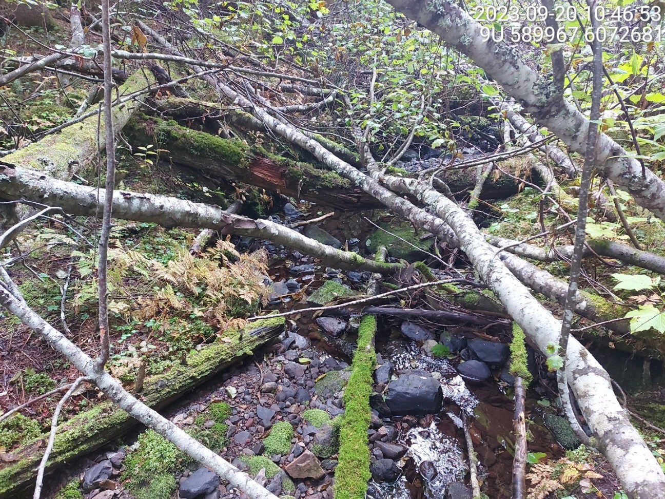 Typical habitat upstream of PSCIS crossing 8547.